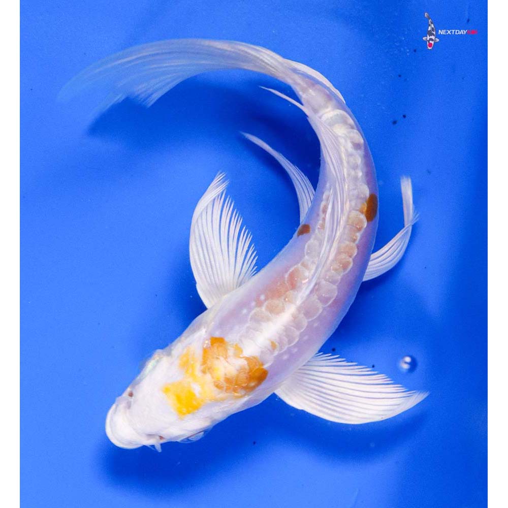 5” Imported Doitsu Lemon Hariwake Butterfly Koi