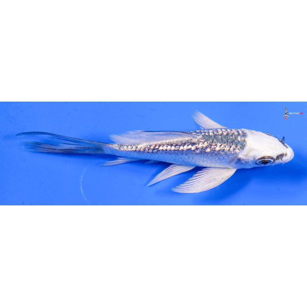4” Imported Gin Matsuba Butterfly Koi