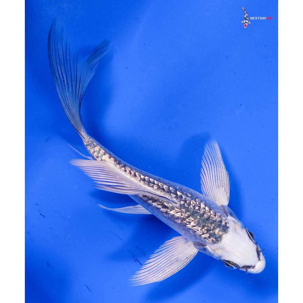 4” Imported Gin Matsuba Butterfly Koi