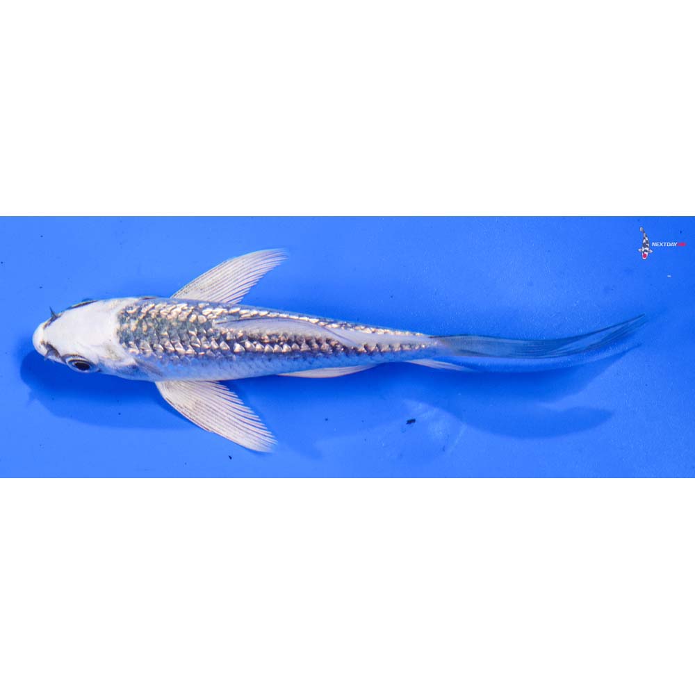 4” Imported Gin Matsuba Butterfly Koi