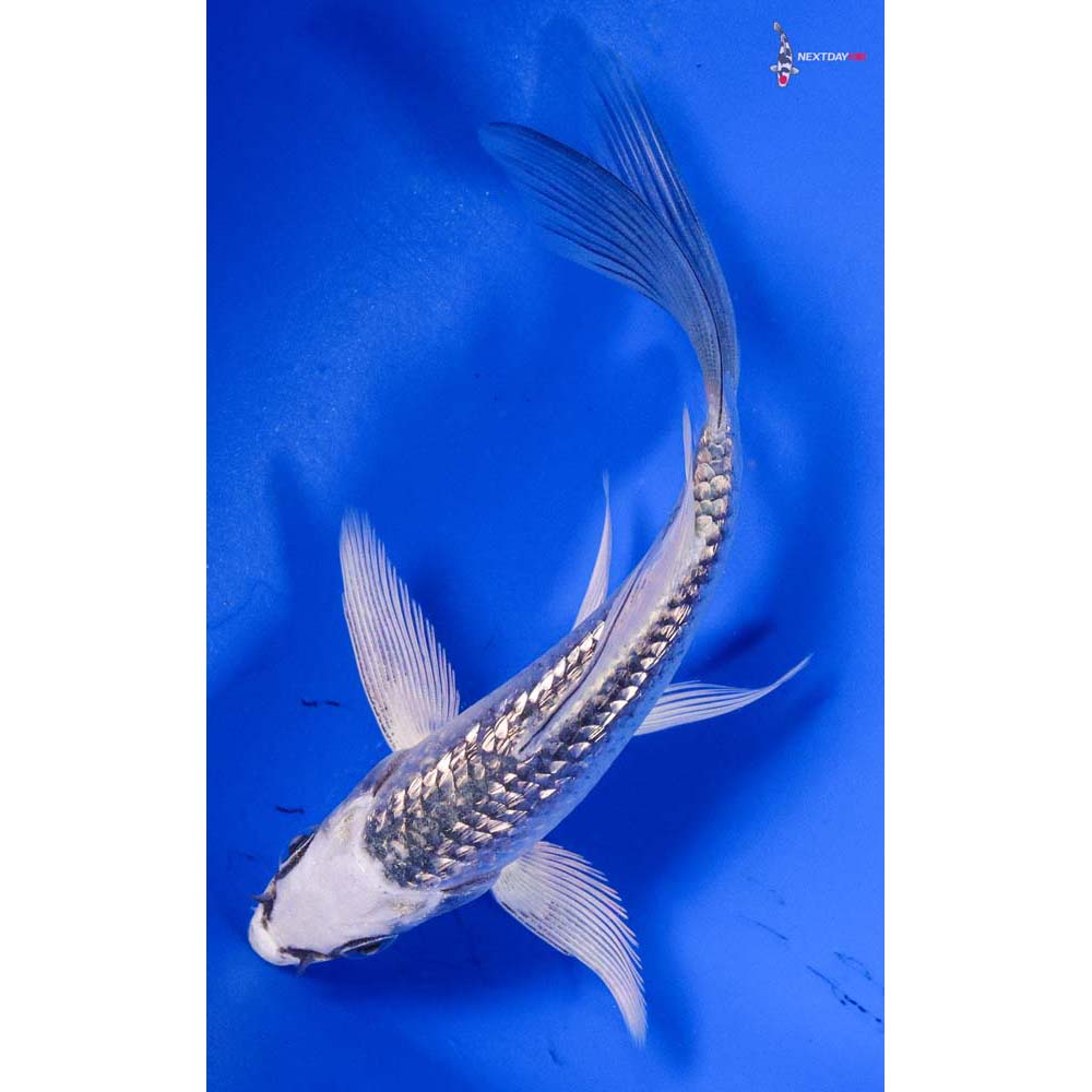 4” Imported Gin Matsuba Butterfly Koi