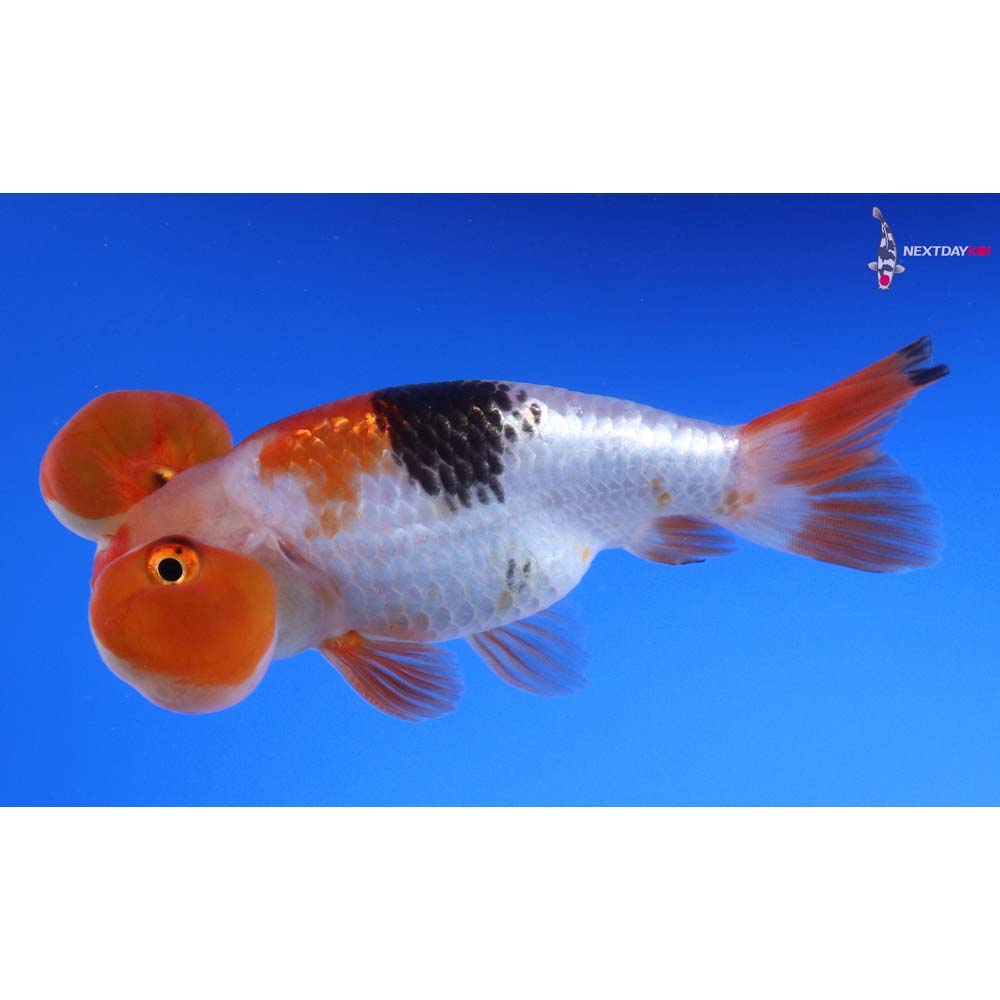 4” Imported Tri Color Bubble Eye