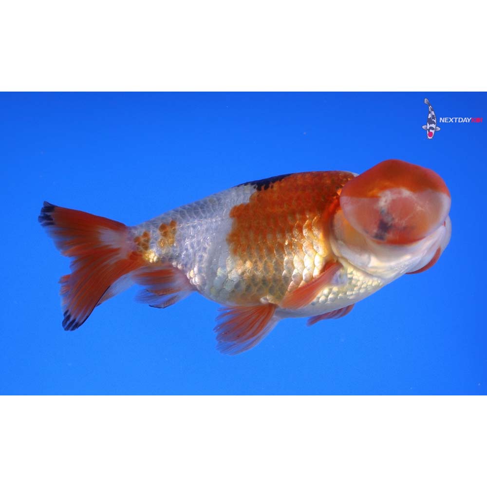 4” Imported Tri Color Bubble Eye