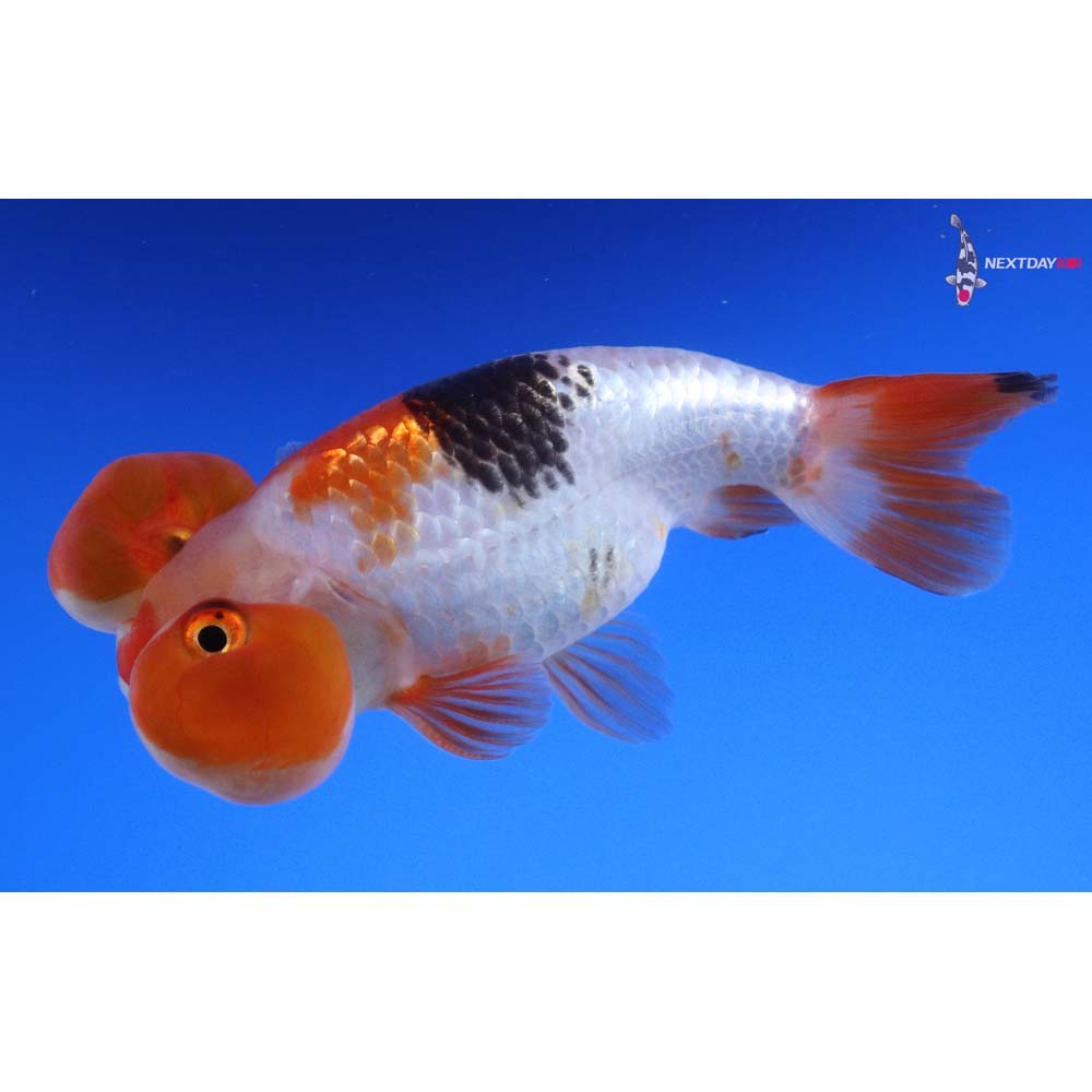 4” Imported Tri Color Bubble Eye