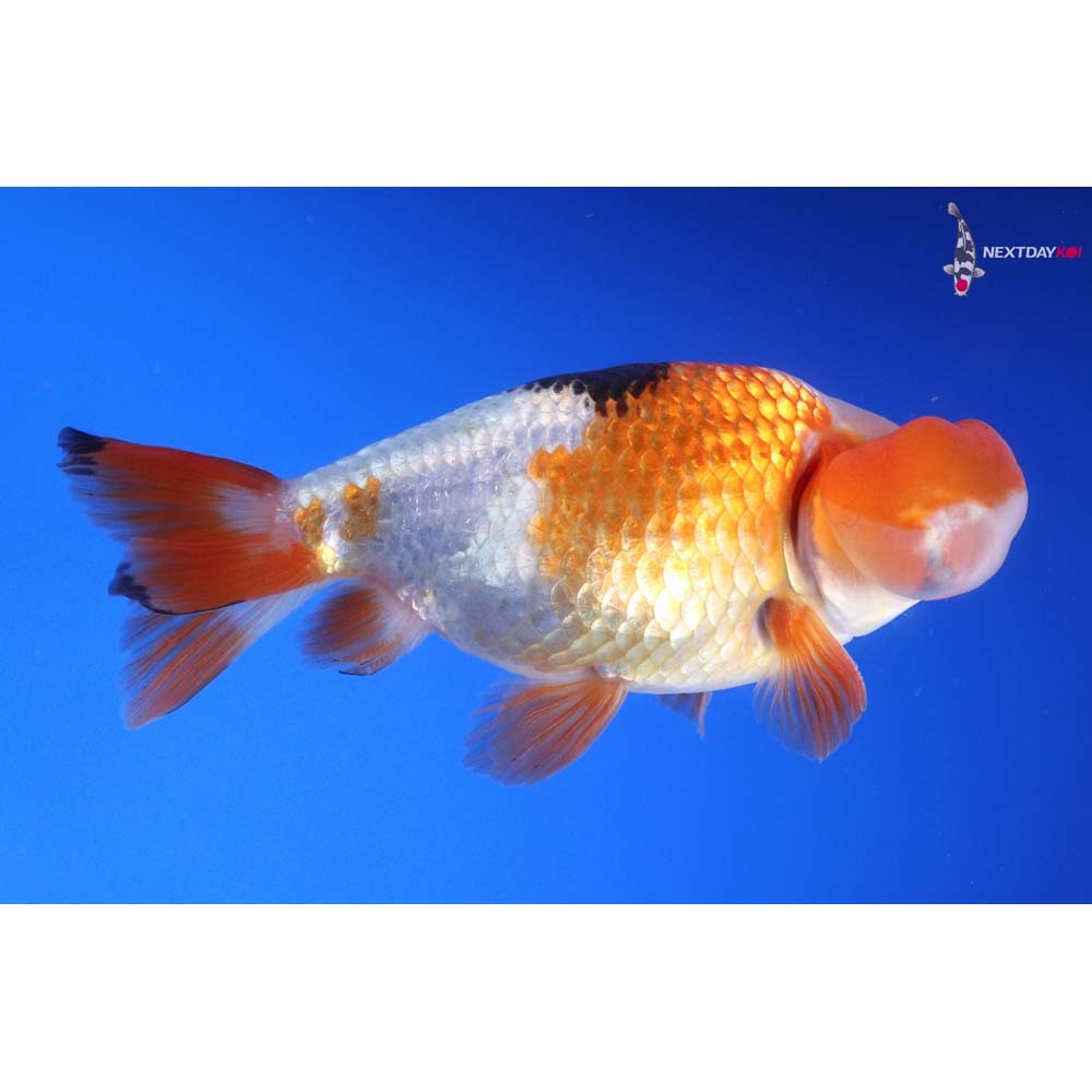 4” Imported Tri Color Bubble Eye