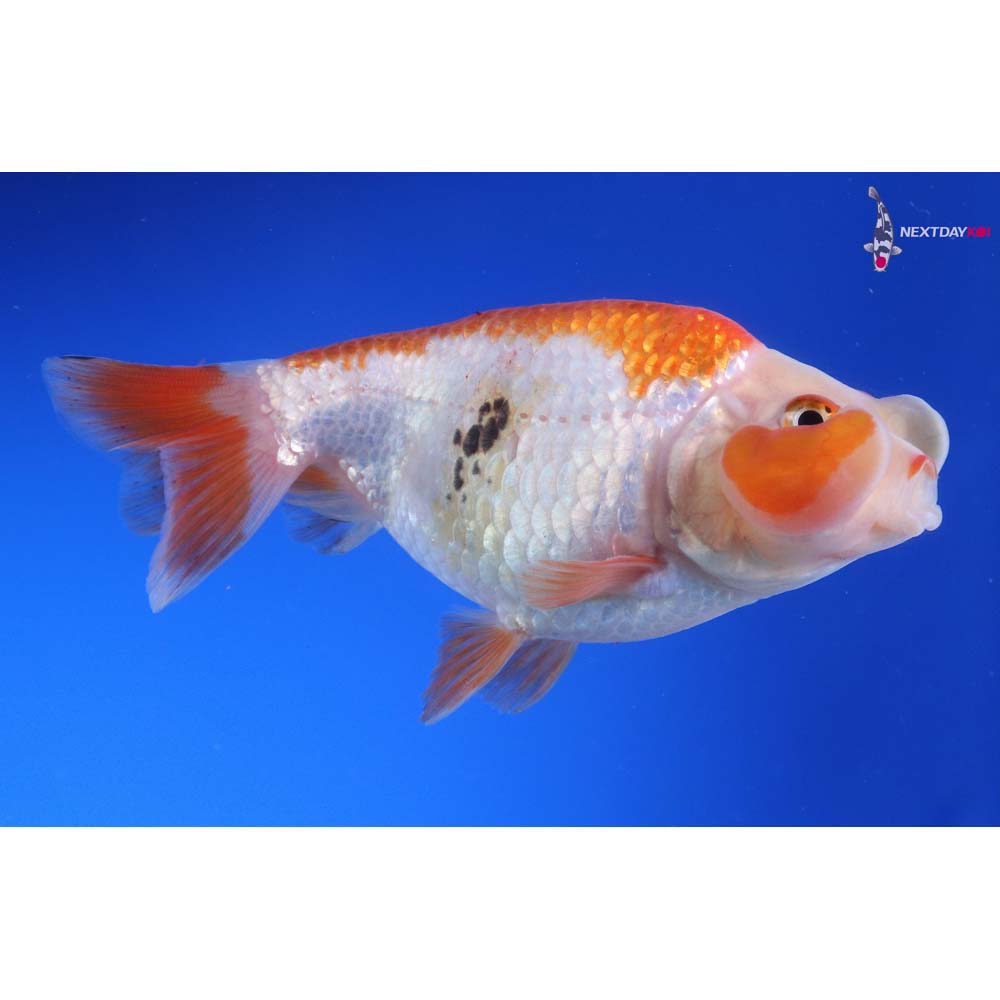 4” Imported Tri Color Bubble Eye