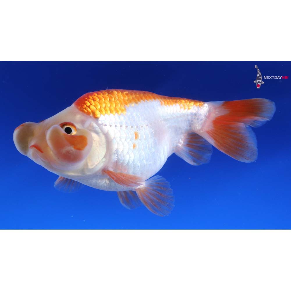 4” Imported Tri Color Bubble Eye