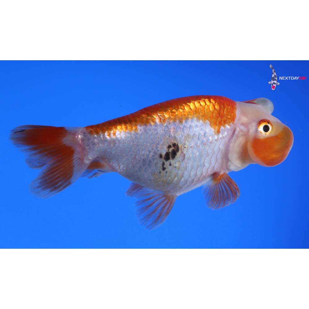 4” Imported Tri Color Bubble Eye