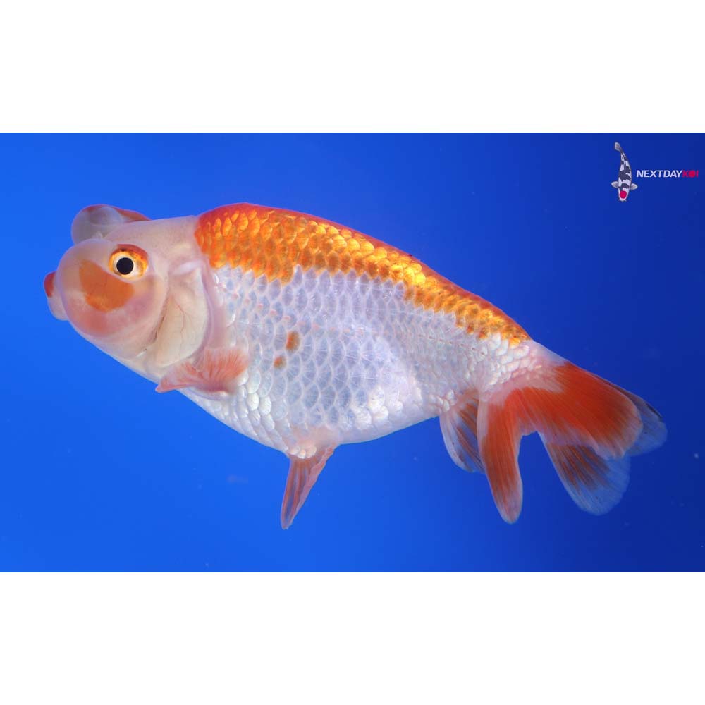 4” Imported Tri Color Bubble Eye