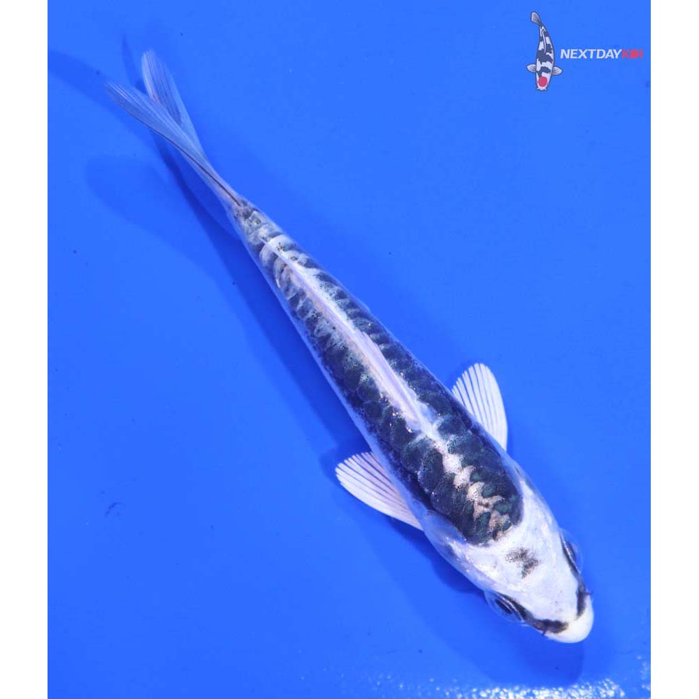 3.5” Imported Kikokuryu