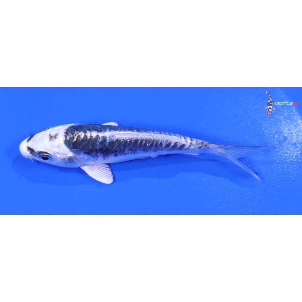 3.5” Imported Kikokuryu