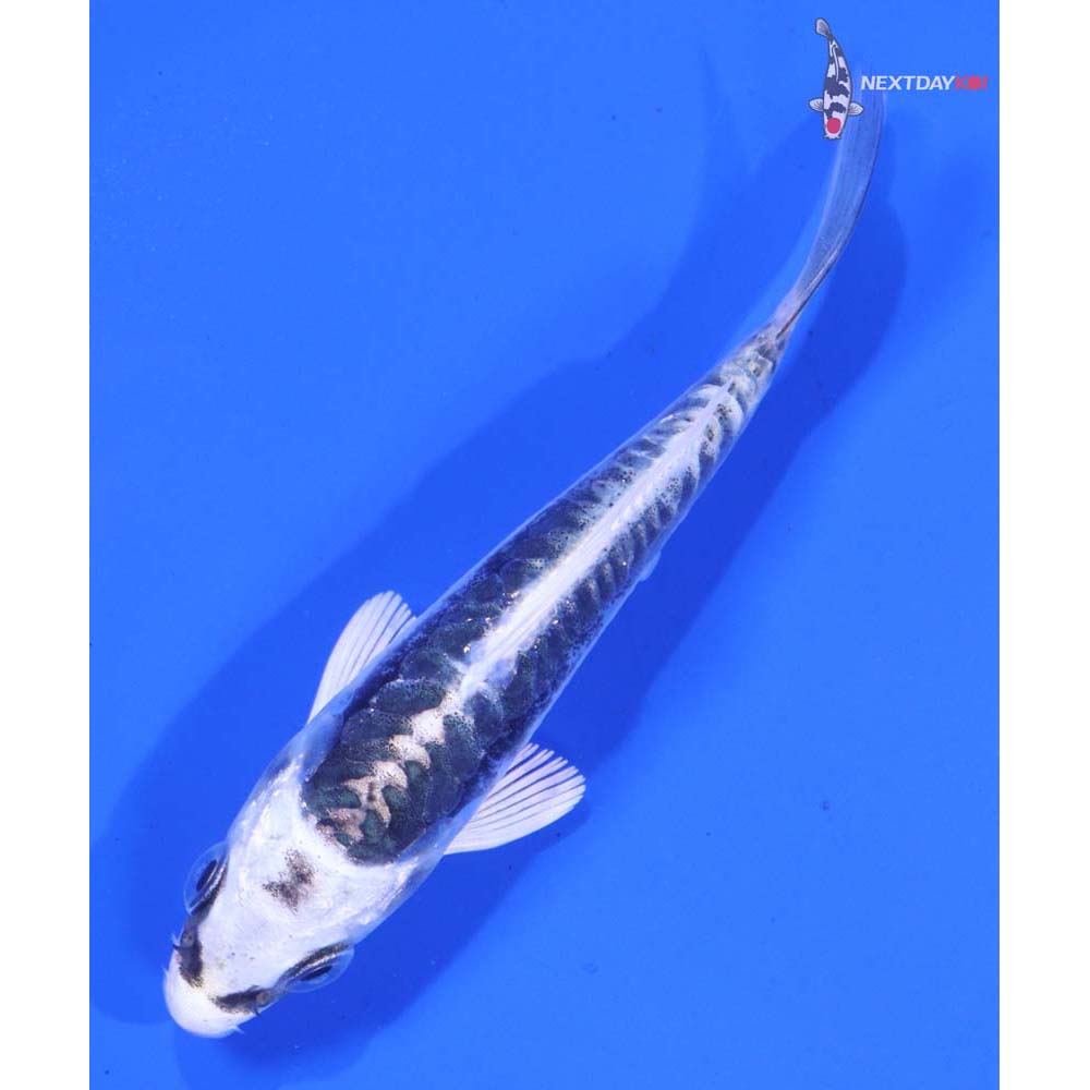 3.5” Imported Kikokuryu