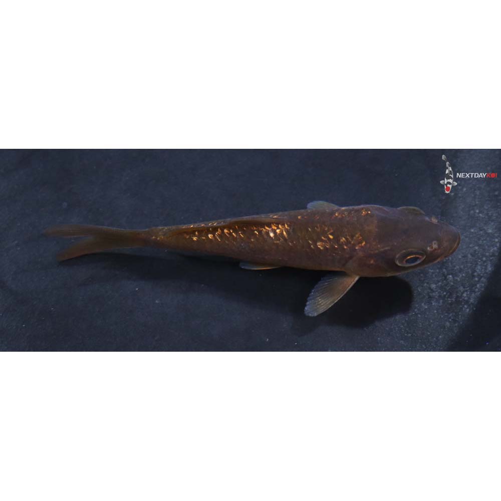 3” Imported Gin Rin Chagoi