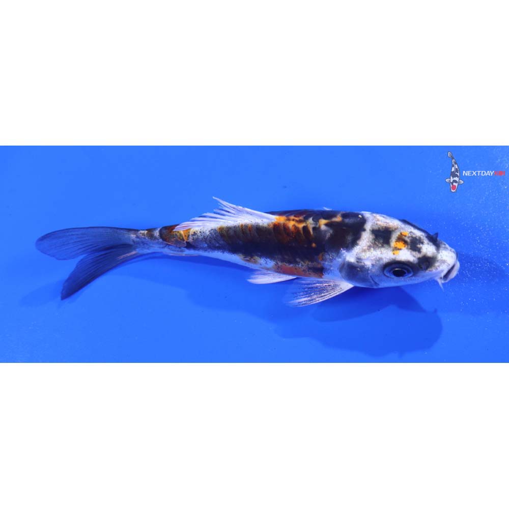 4” Imported Kin Kikokuryu