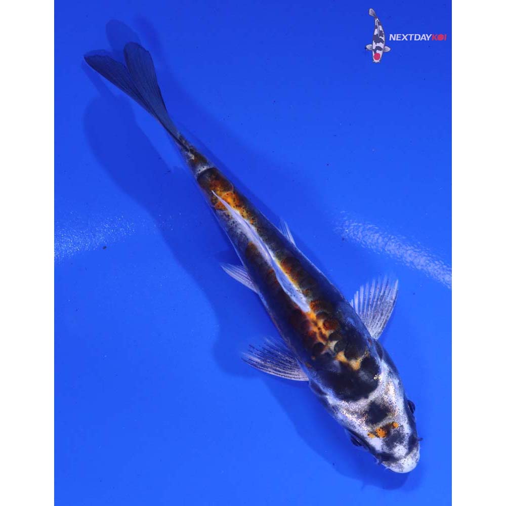 4” Imported Kin Kikokuryu