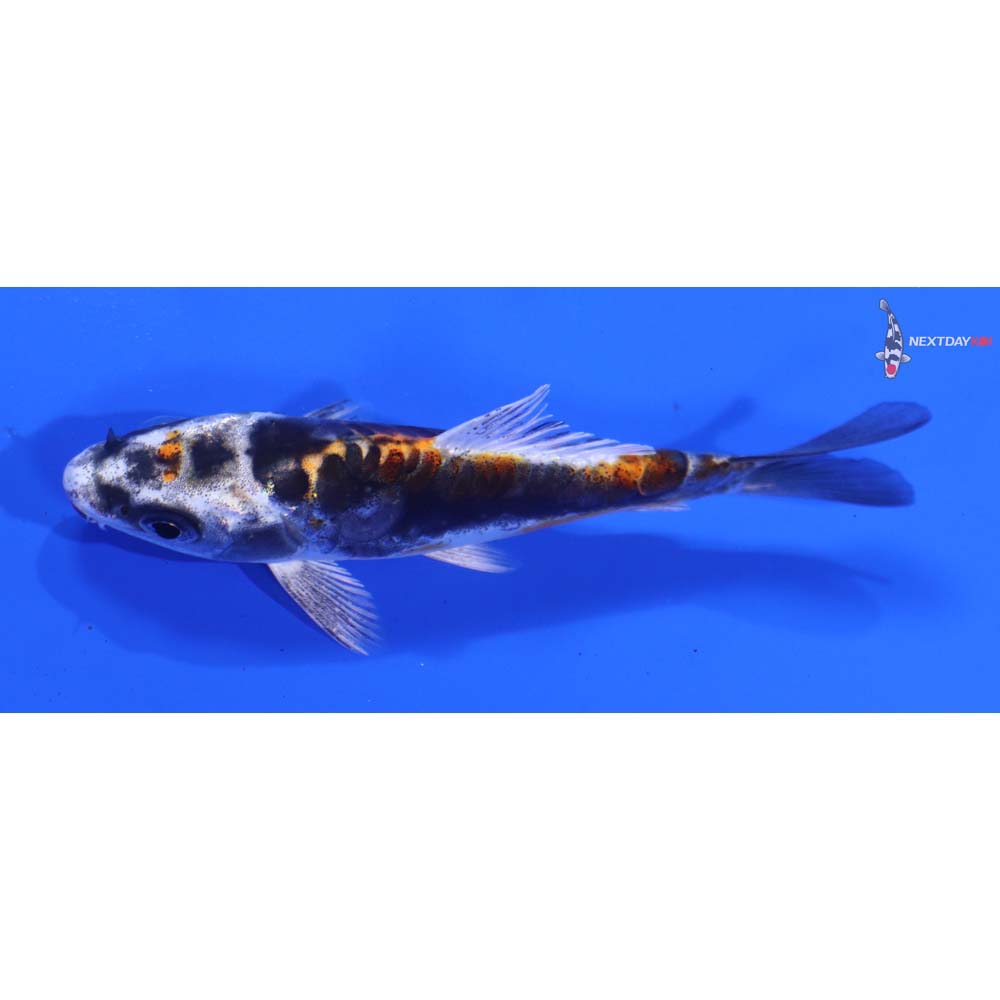 4” Imported Kin Kikokuryu