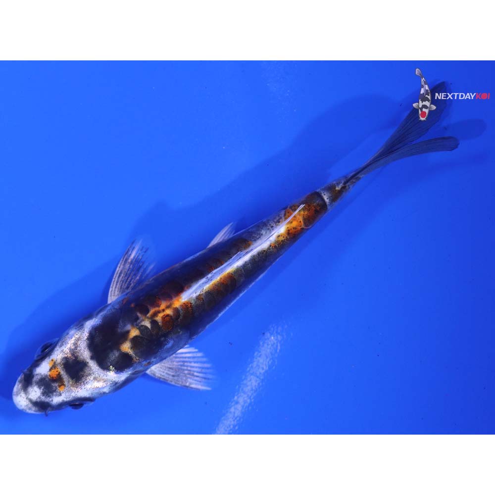 4” Imported Kin Kikokuryu