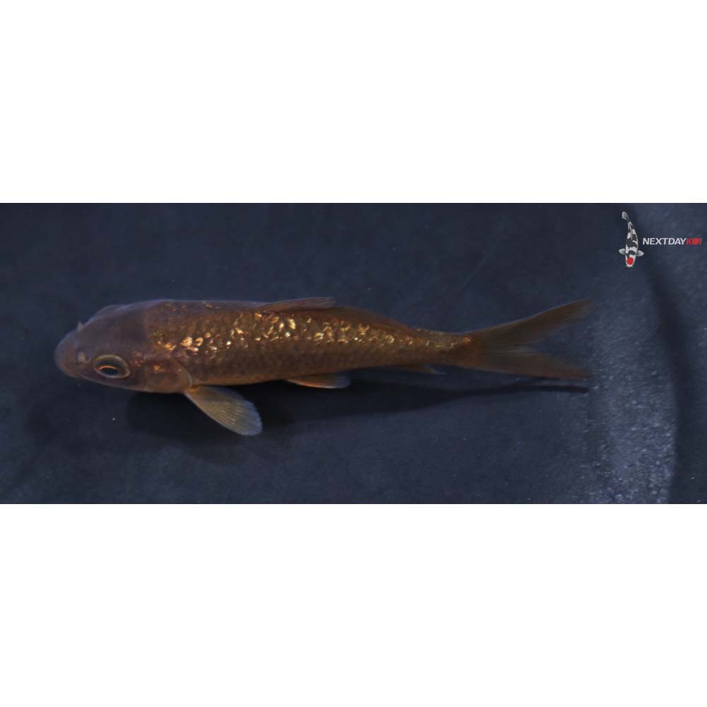 3” Imported Gin Rin Chagoi