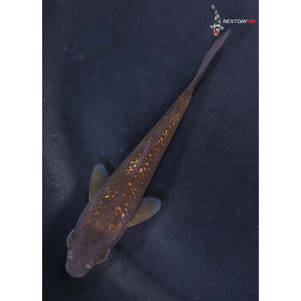 3” Imported Gin Rin Chagoi