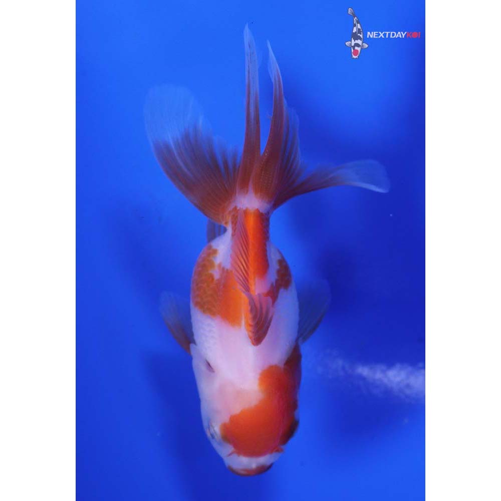 3” Imported Red and White Oranda