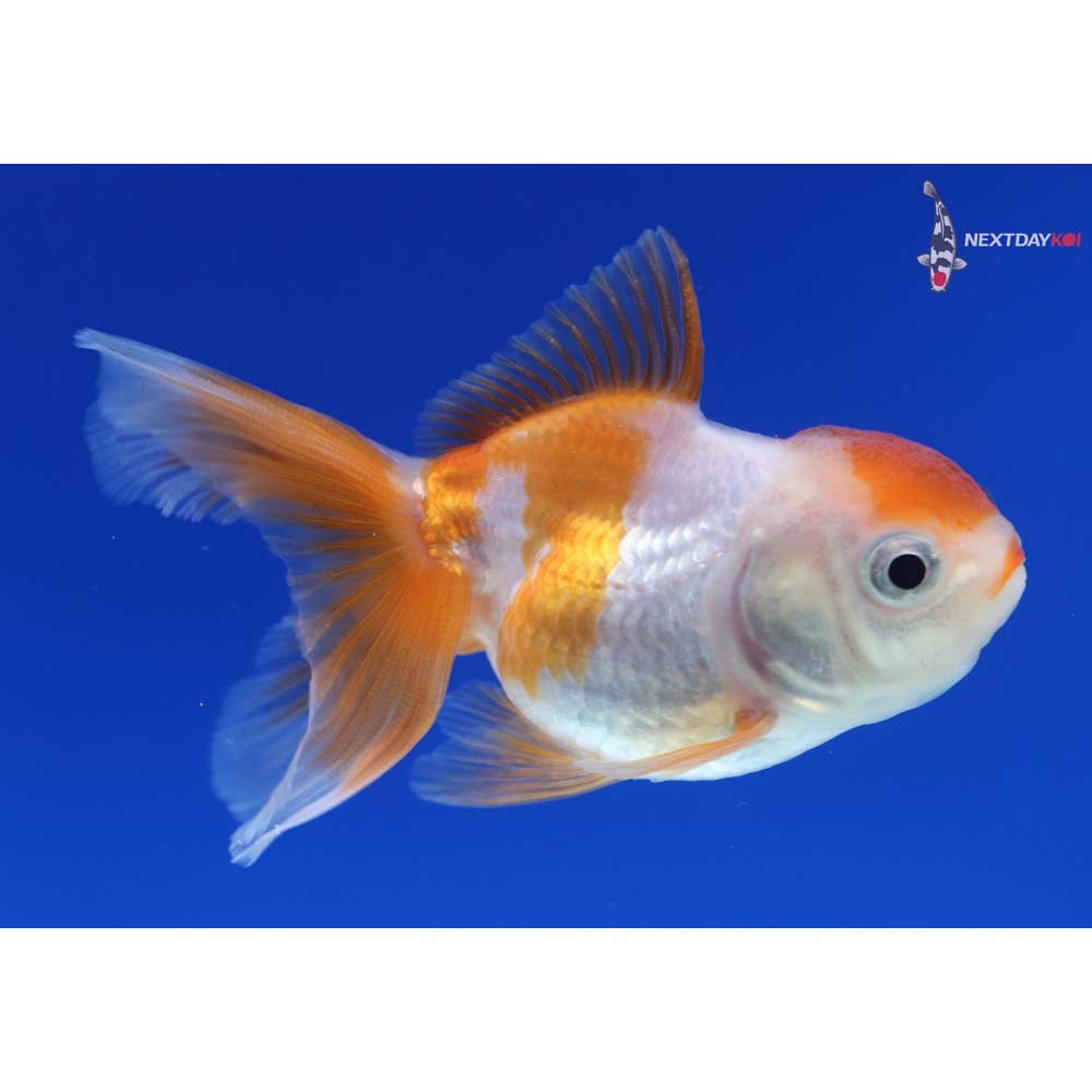 3” Imported Red and White Oranda