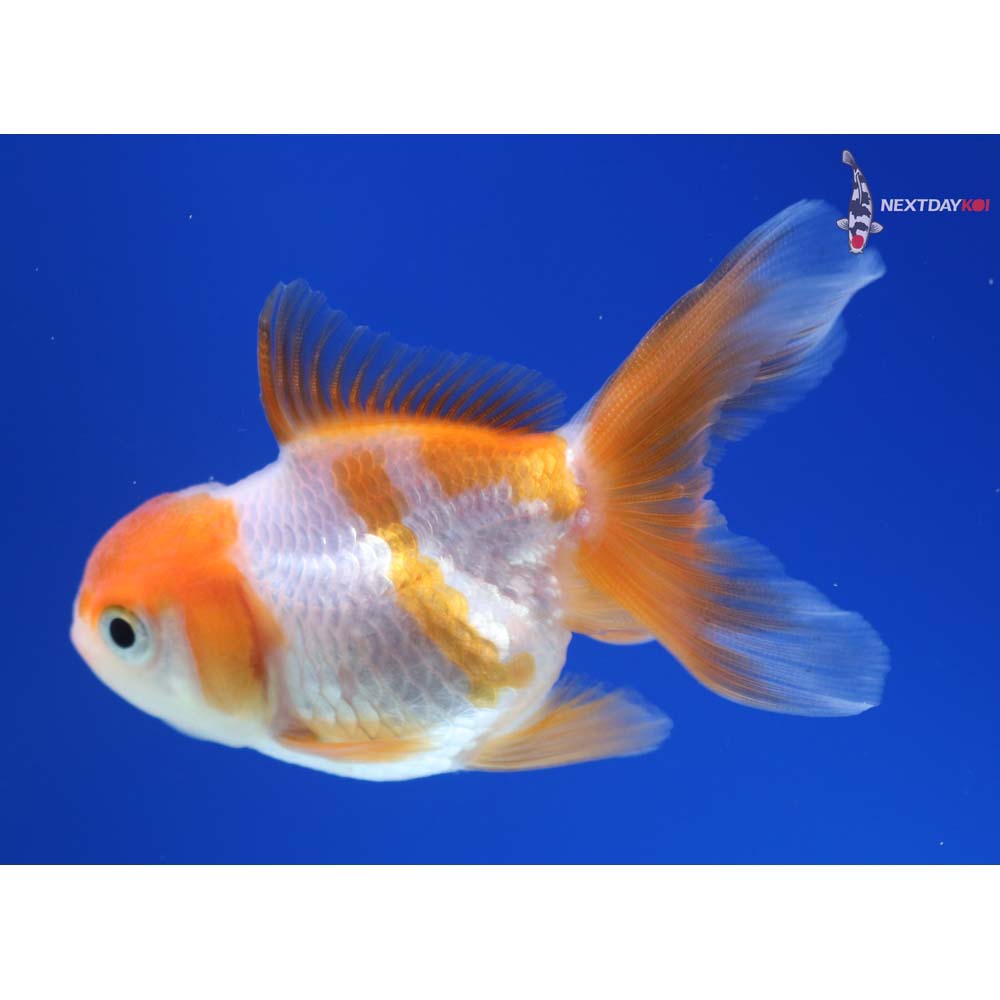 3” Imported Red and White Oranda