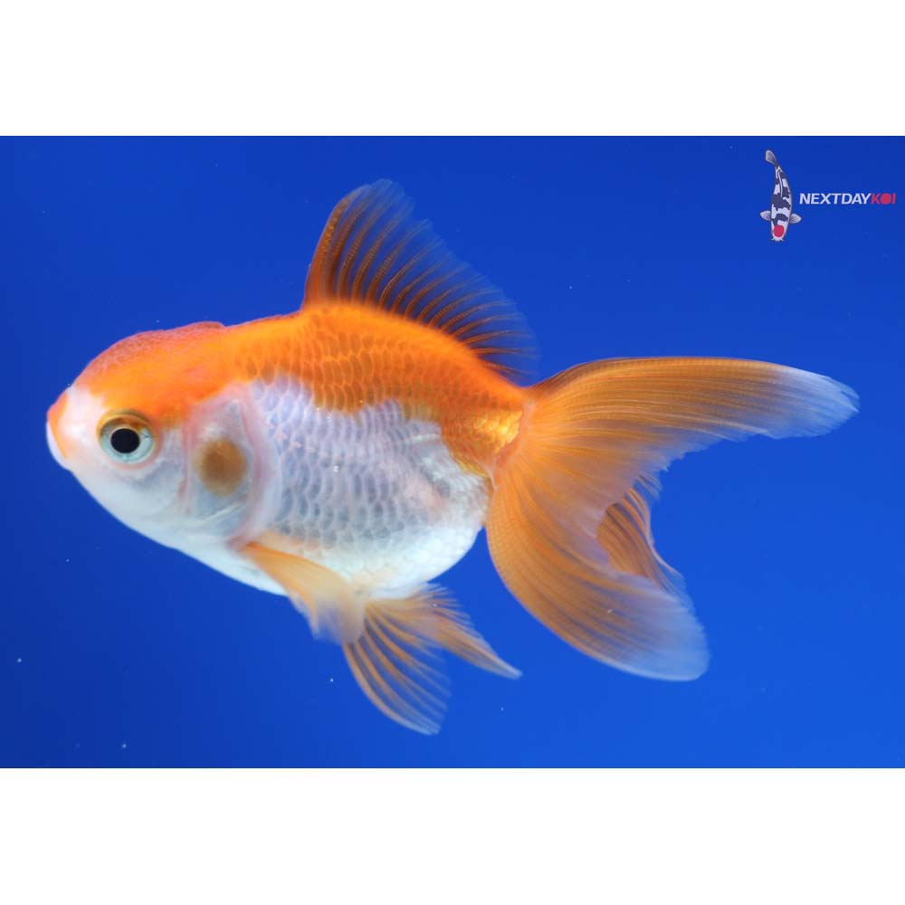3” Imported Red and White Oranda