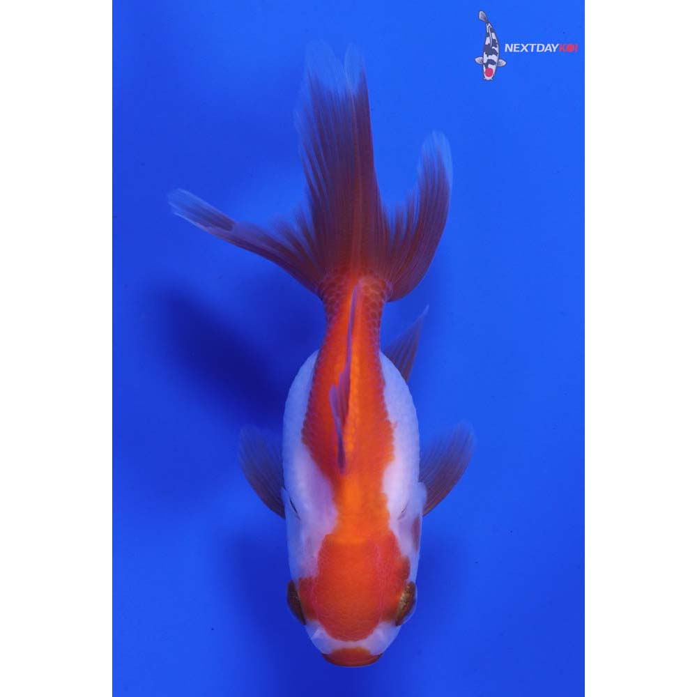 3” Imported Red and White Oranda