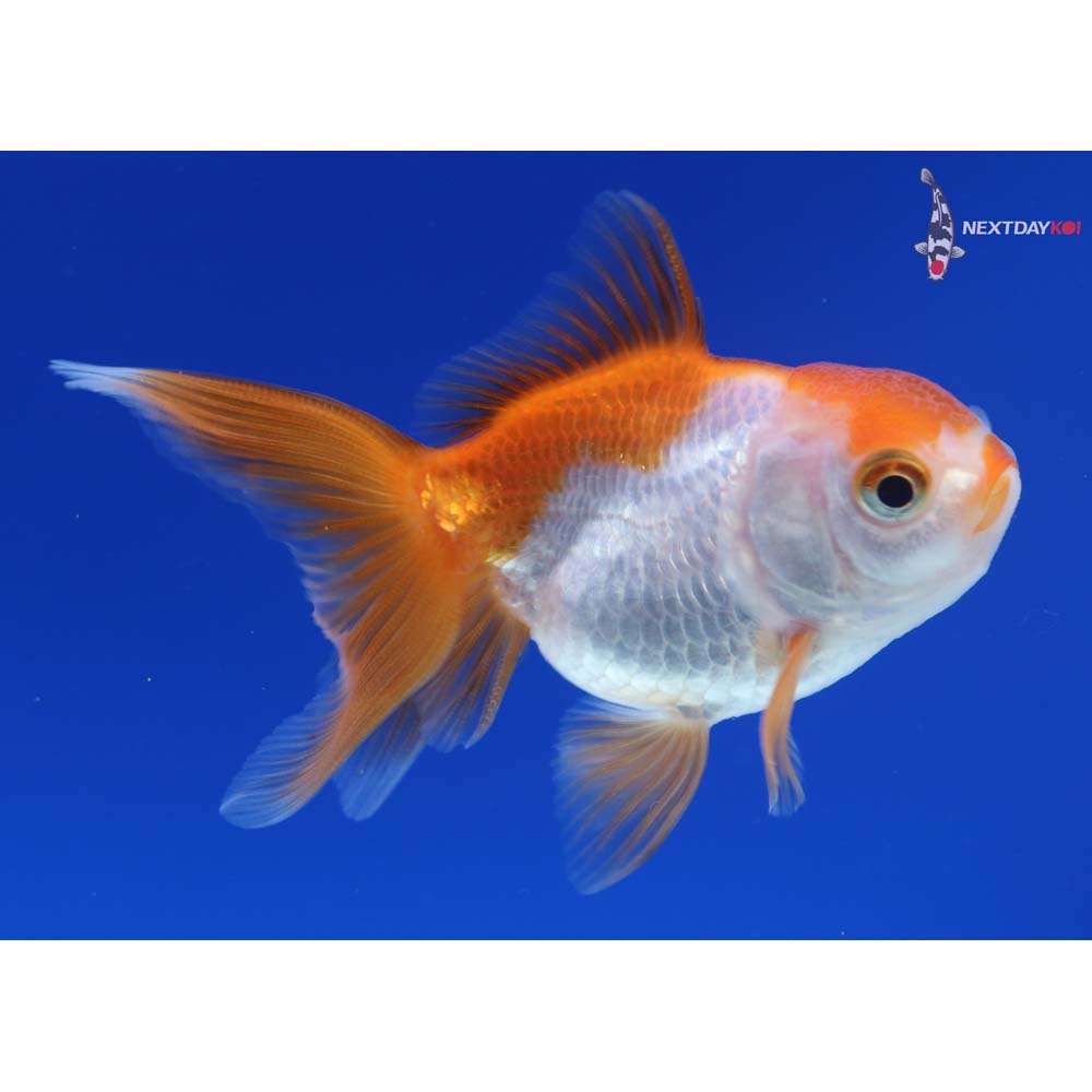 3” Imported Red and White Oranda