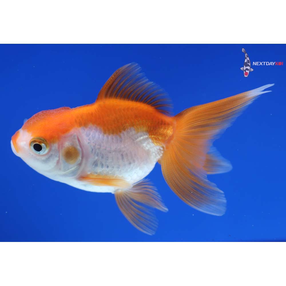 3” Imported Red and White Oranda