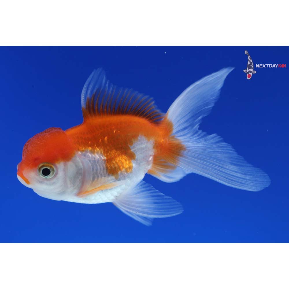 3.5” Imported Red and White Oranda