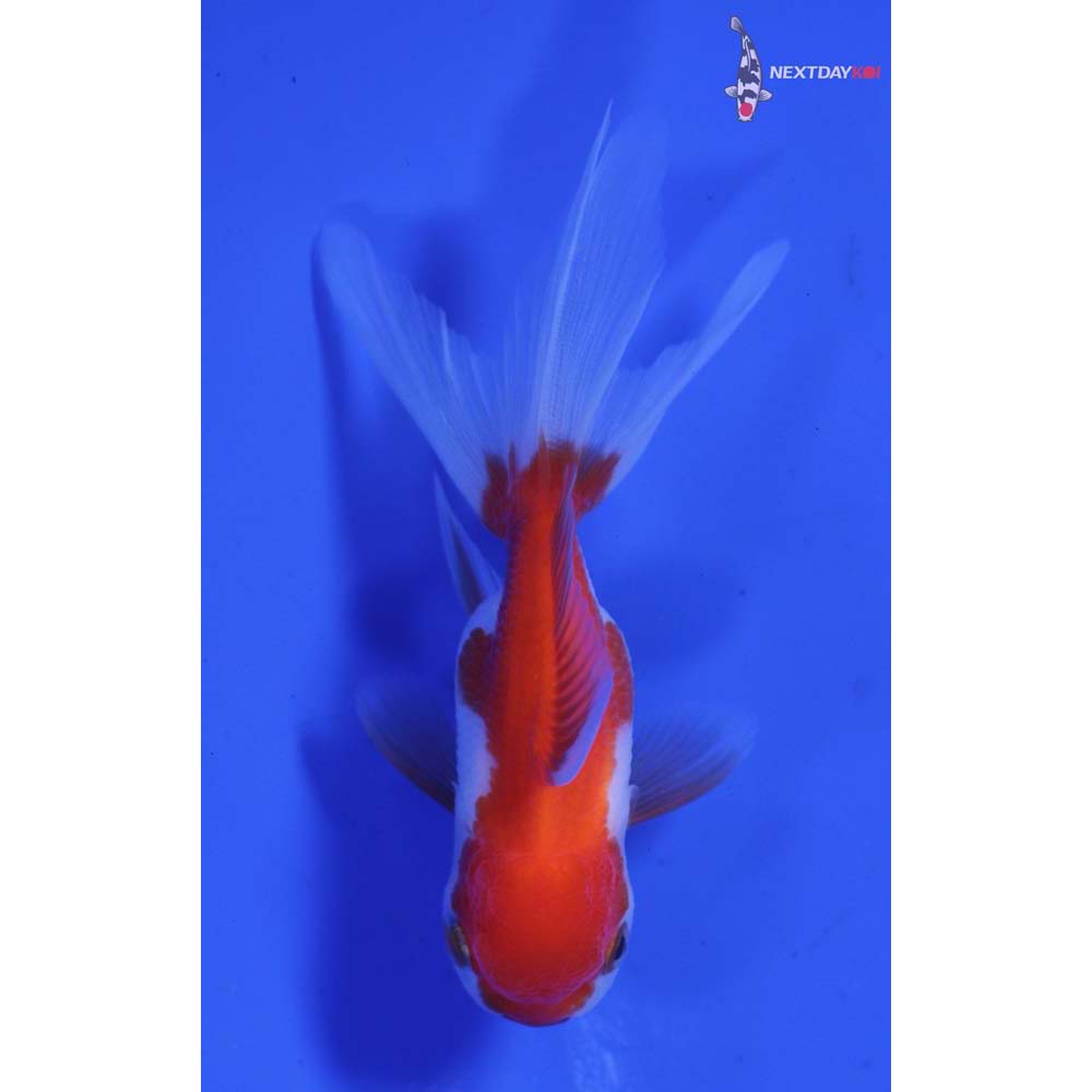 3.5” Imported Red and White Oranda