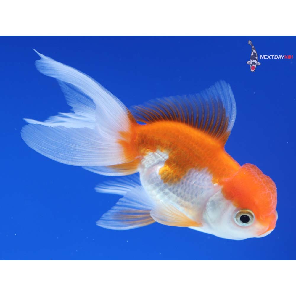 3.5” Imported Red and White Oranda