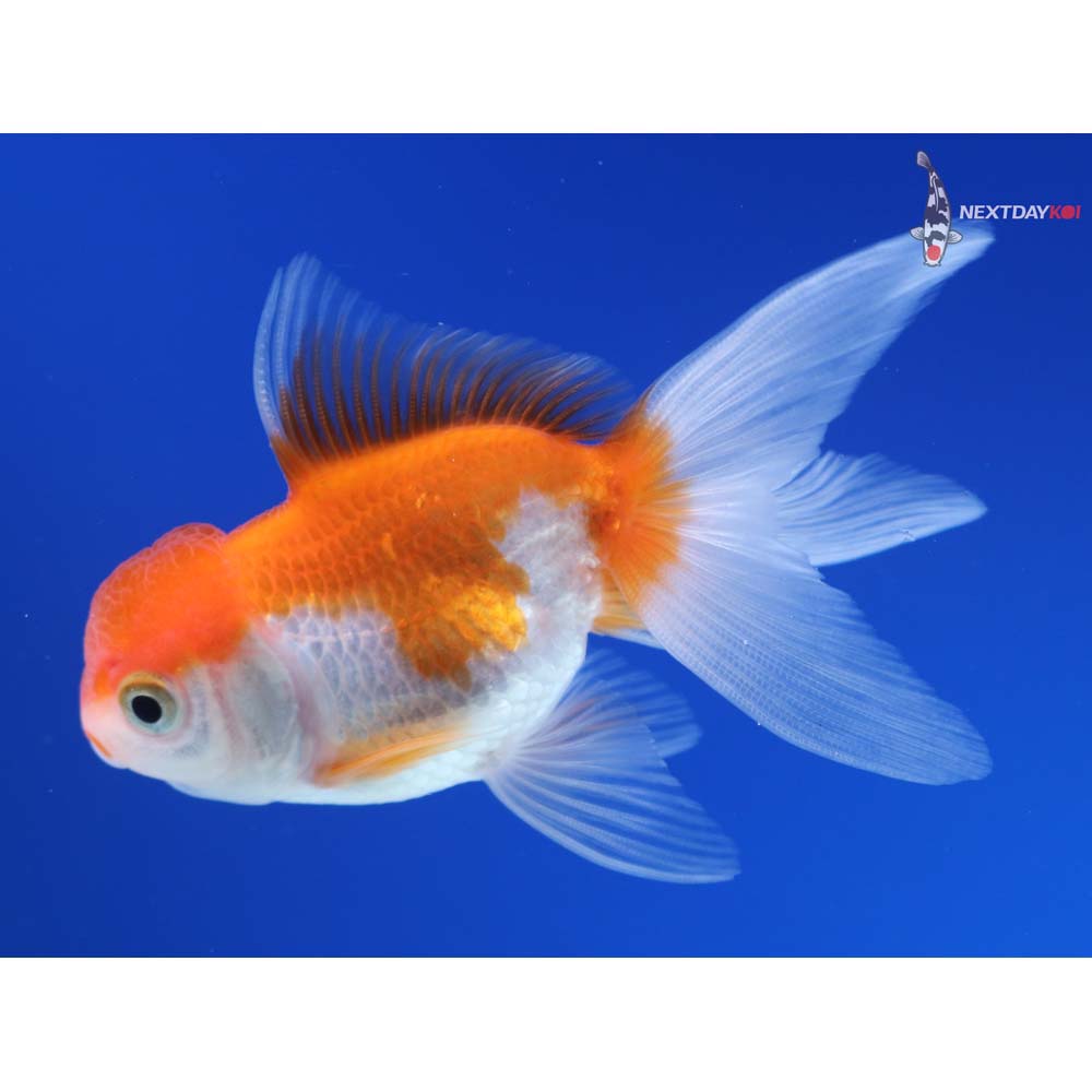 3.5” Imported Red and White Oranda