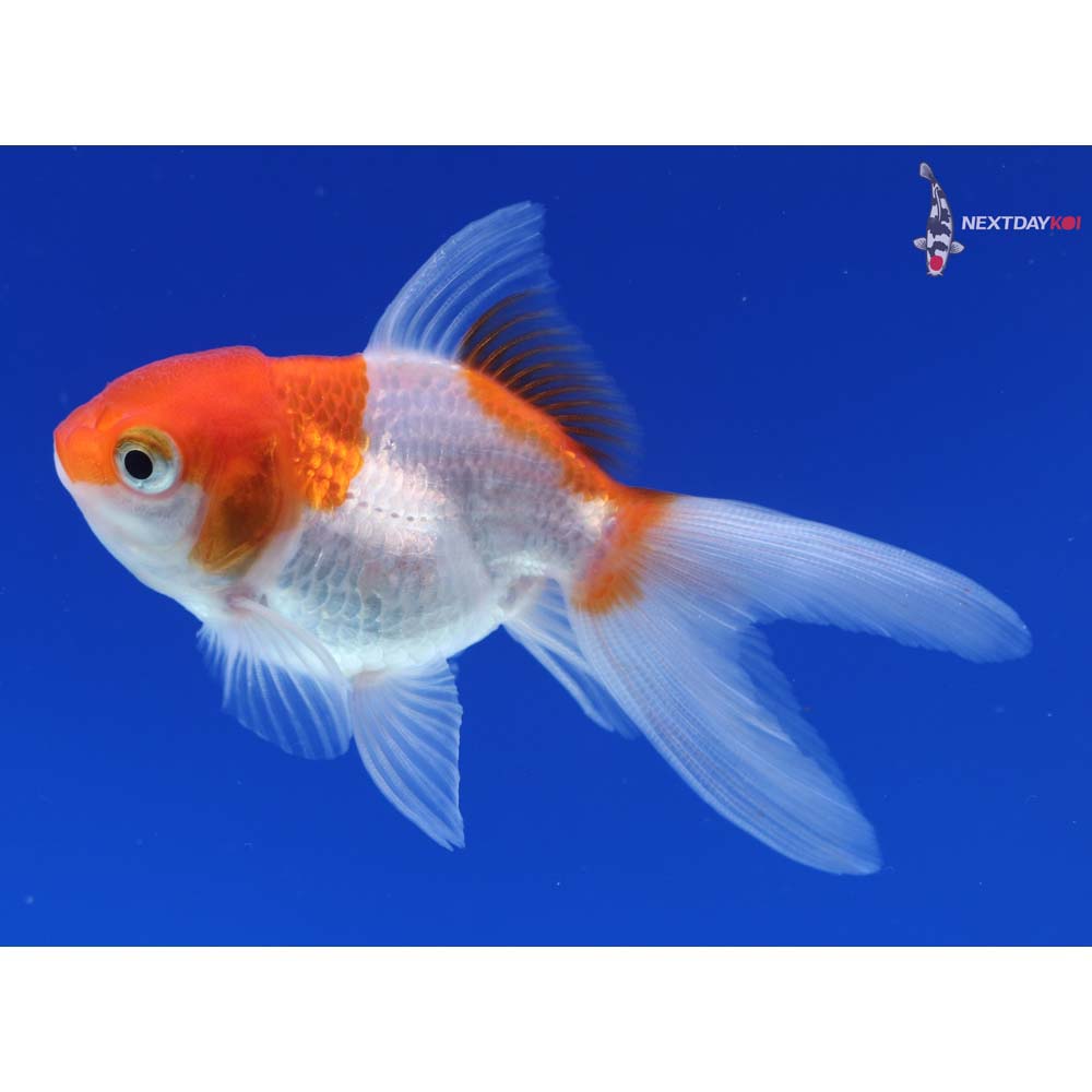3.5” Imported Red and White Oranda