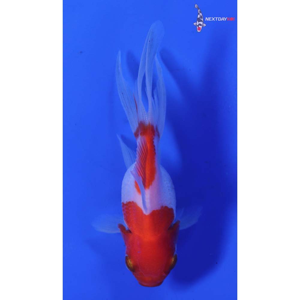 3.5” Imported Red and White Oranda