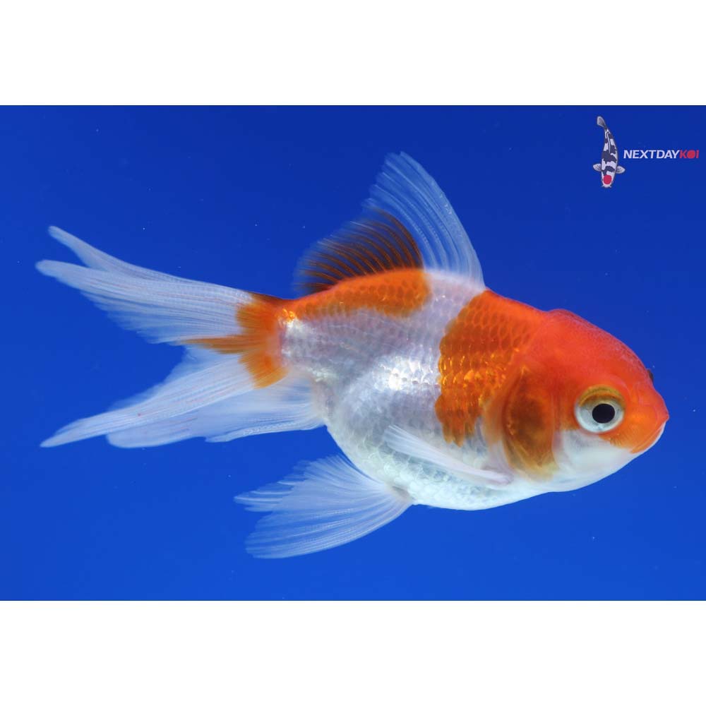 3.5” Imported Red and White Oranda
