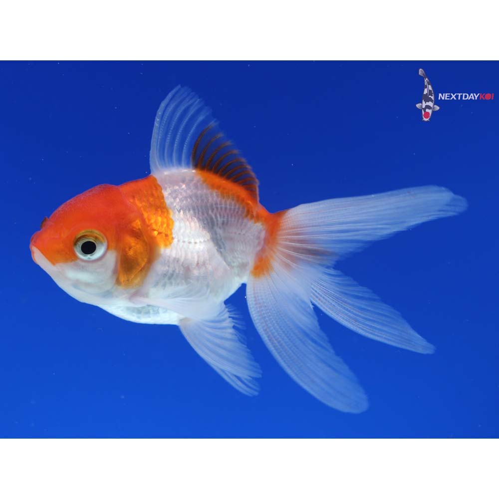 3.5” Imported Red and White Oranda