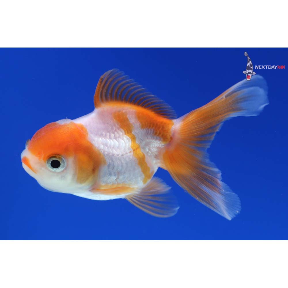 3” Imported Red and White Oranda