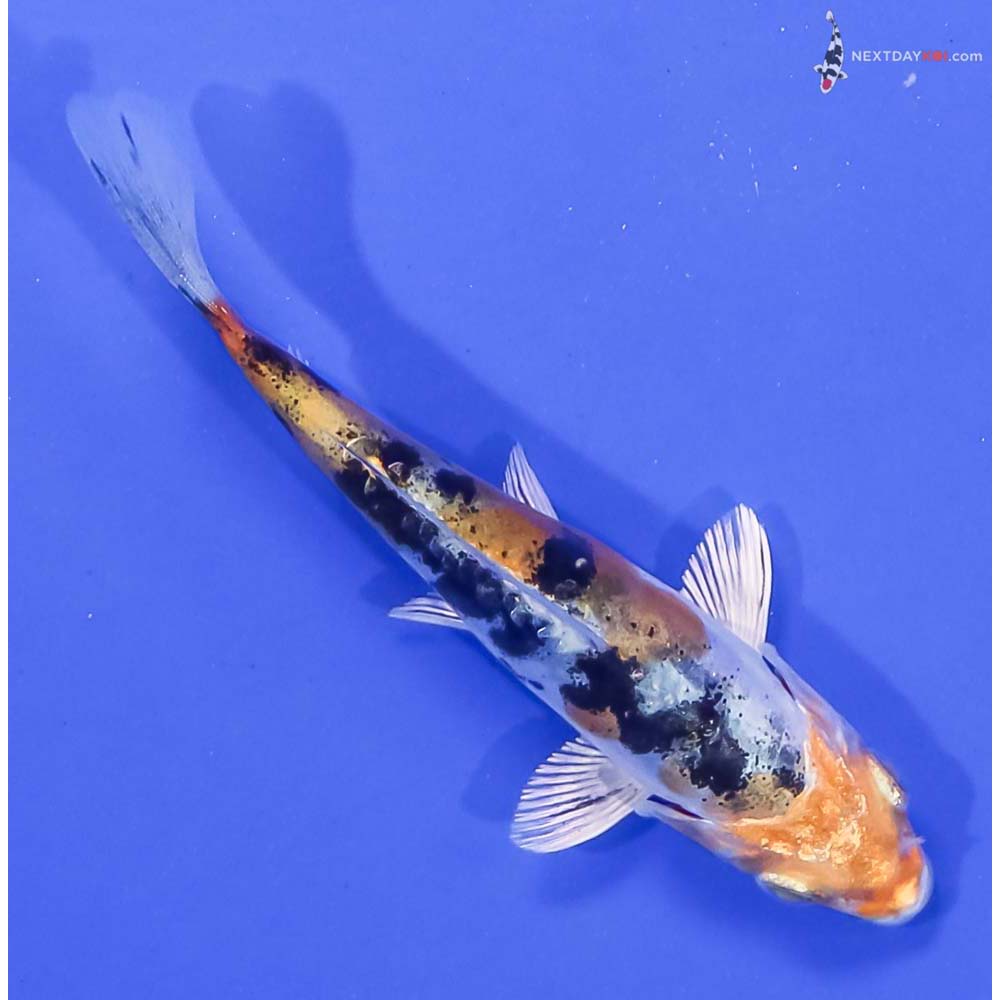 4” Imported Heisei Nishiki