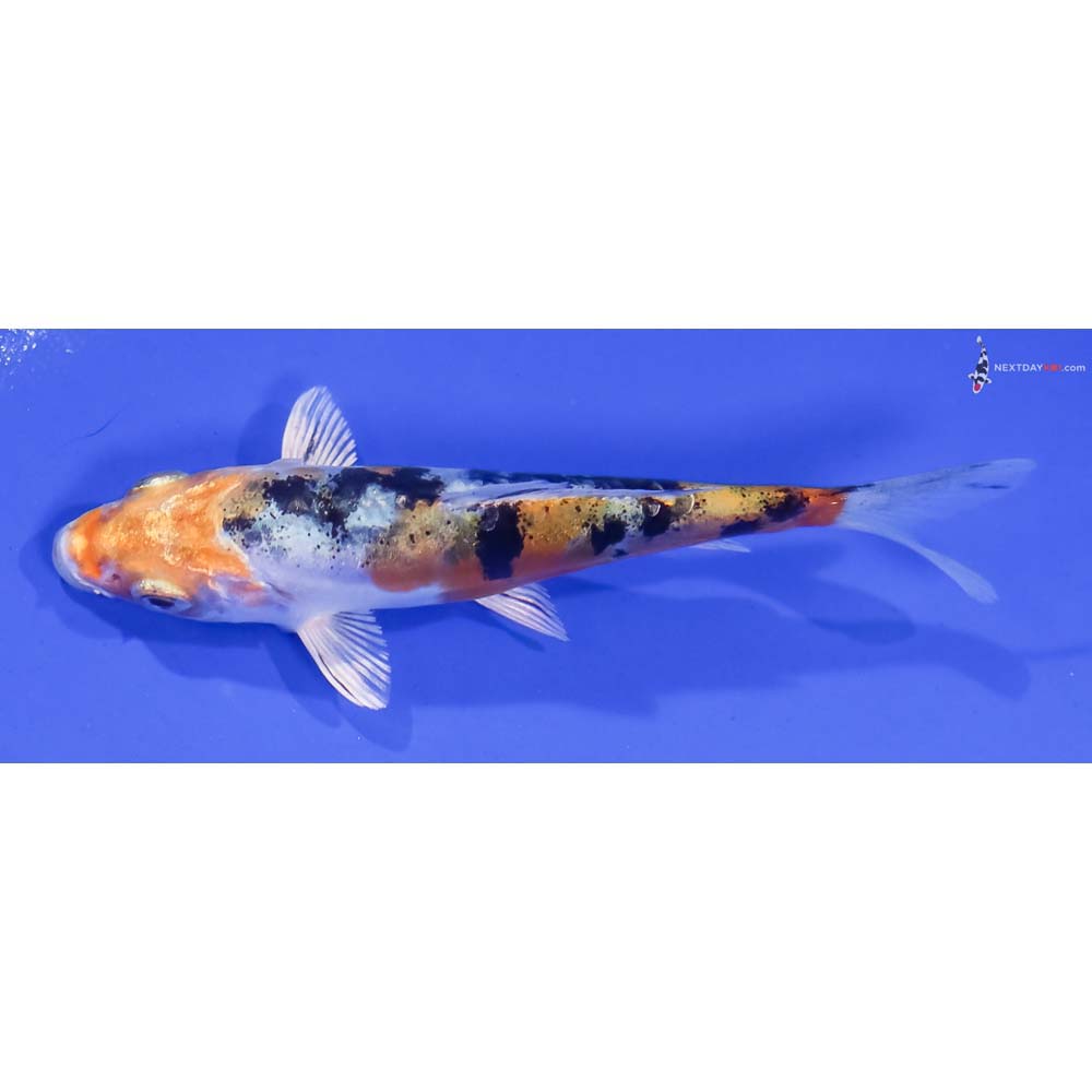 4” Imported Heisei Nishiki