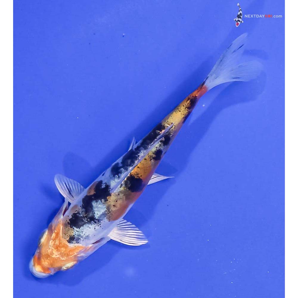 4” Imported Heisei Nishiki
