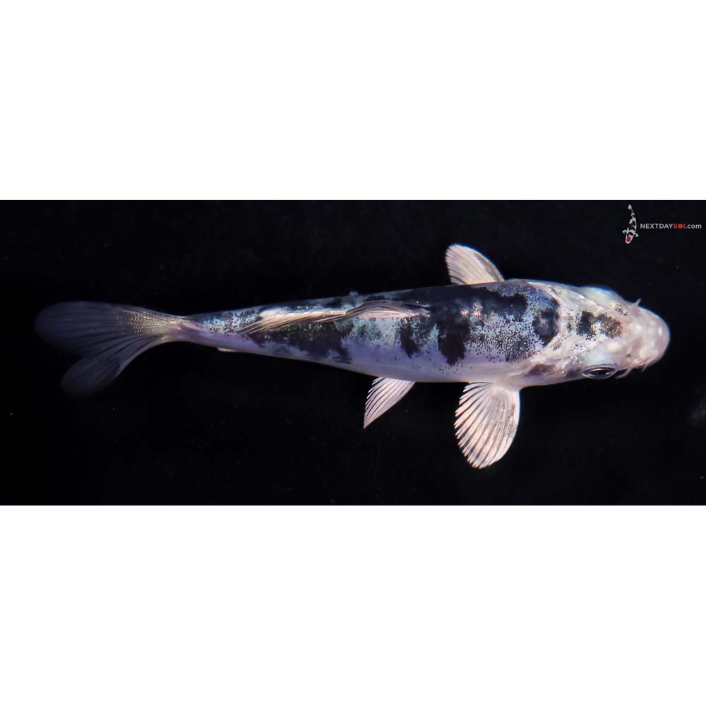 4” Imported Doitsu Blue Gin Shiro Bekko