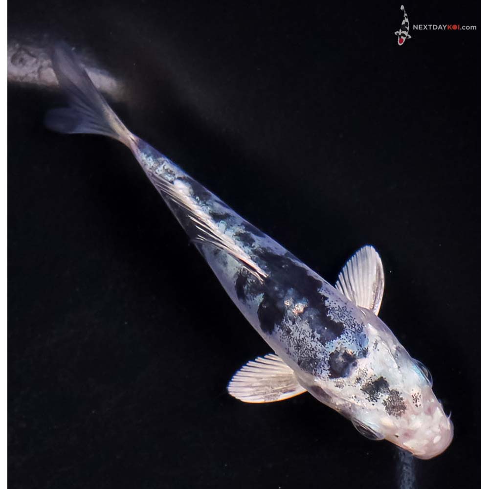 4” Imported Doitsu Blue Gin Shiro Bekko