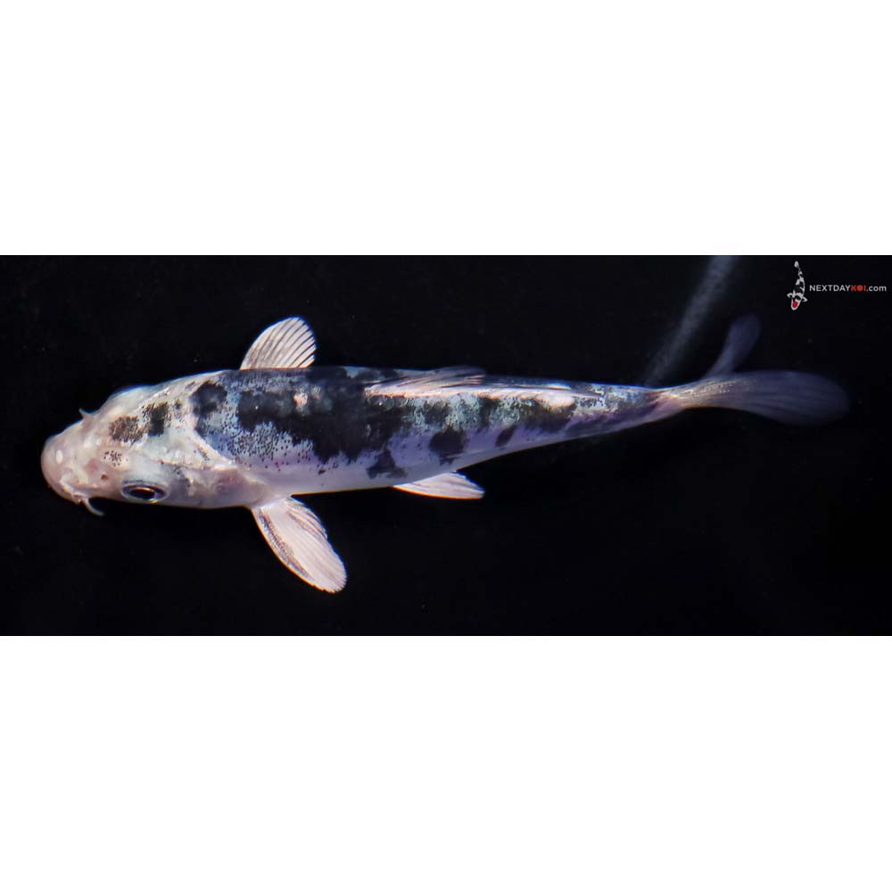 4” Imported Doitsu Blue Gin Shiro Bekko