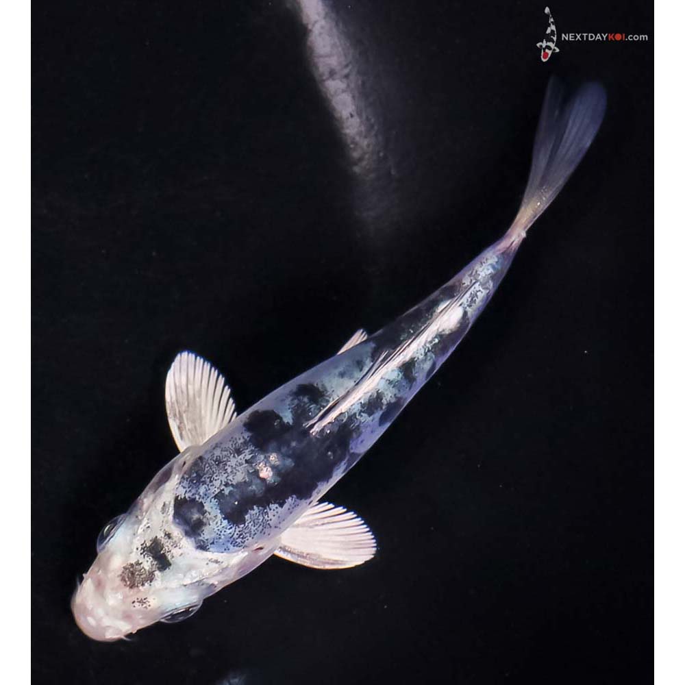 4” Imported Doitsu Blue Gin Shiro Bekko