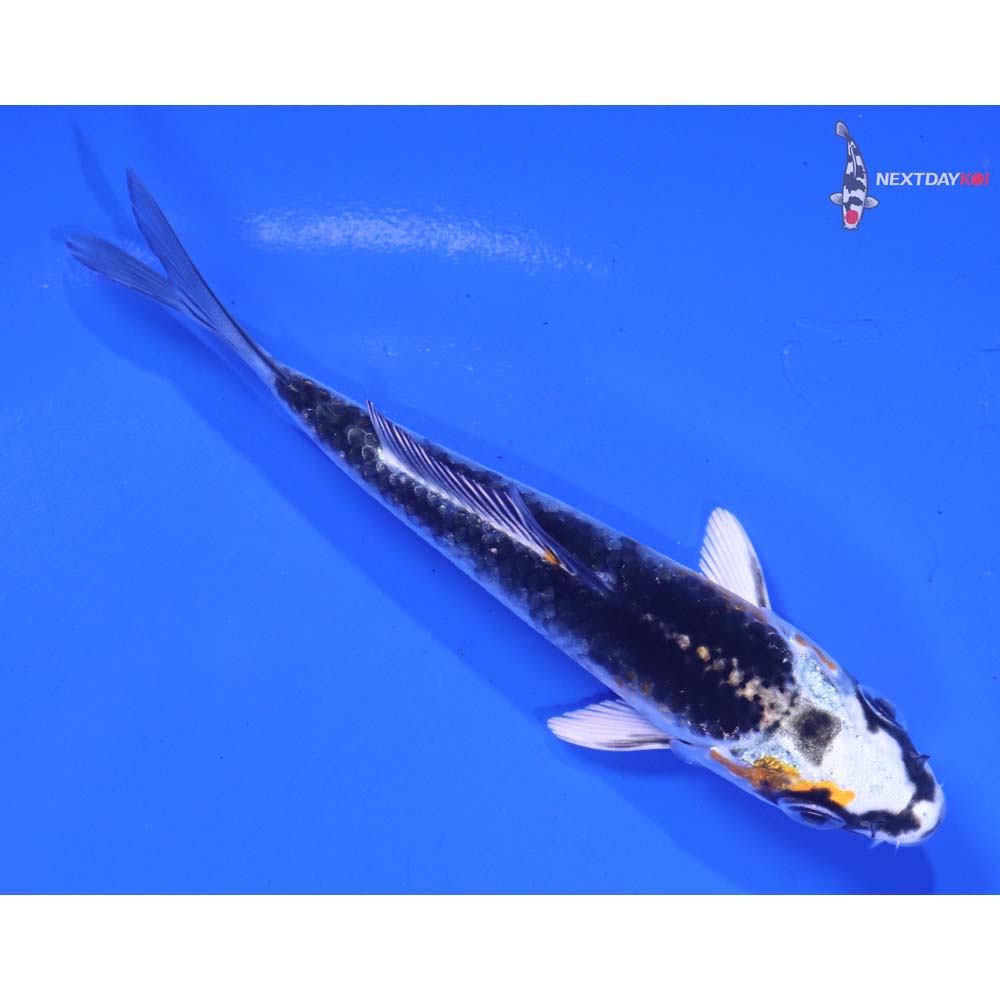 3.5” Imported Kujaku