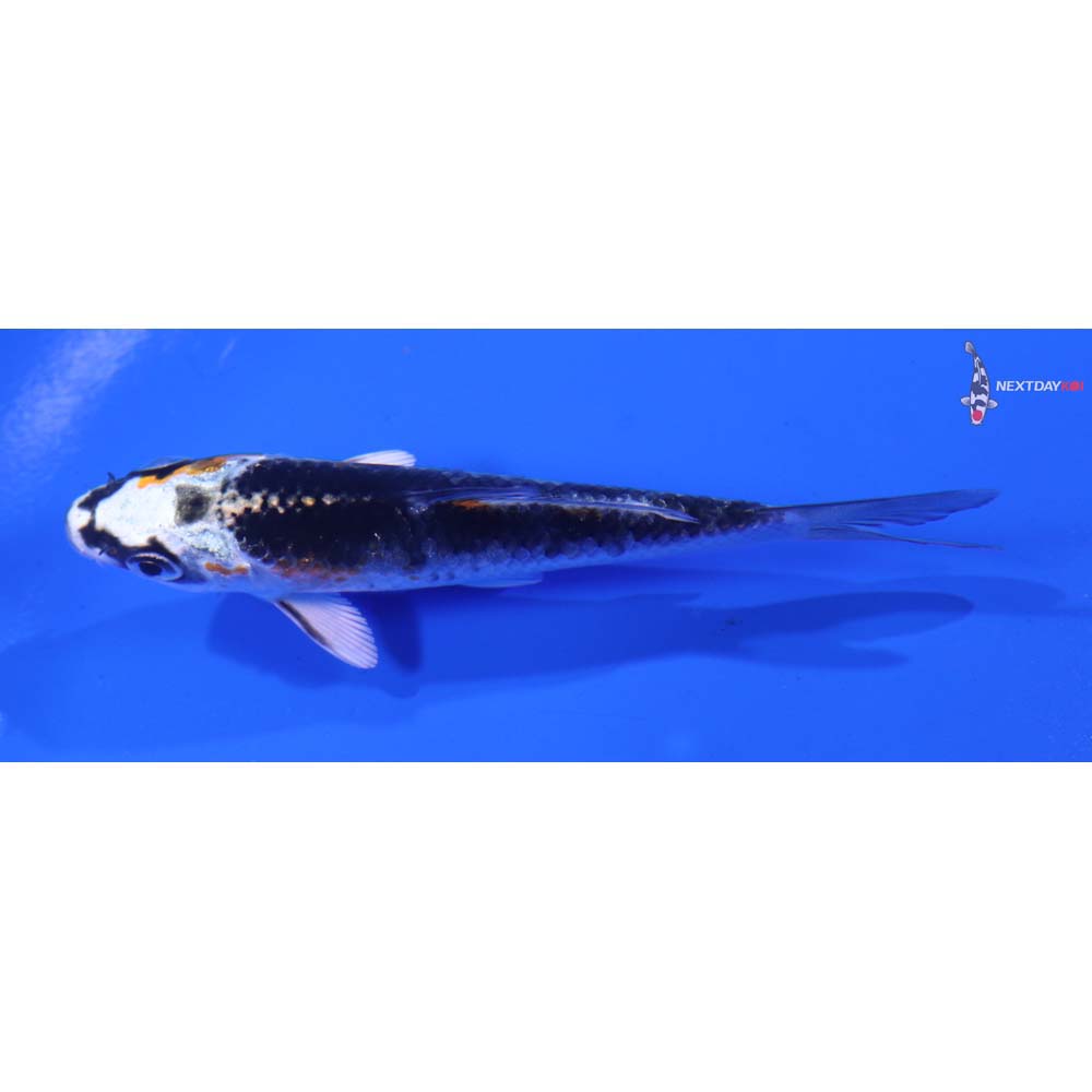 3.5” Imported Kujaku
