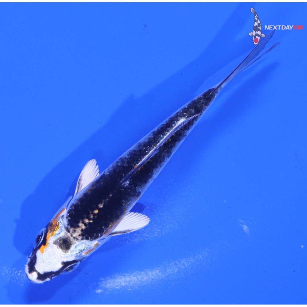 3.5” Imported Kujaku