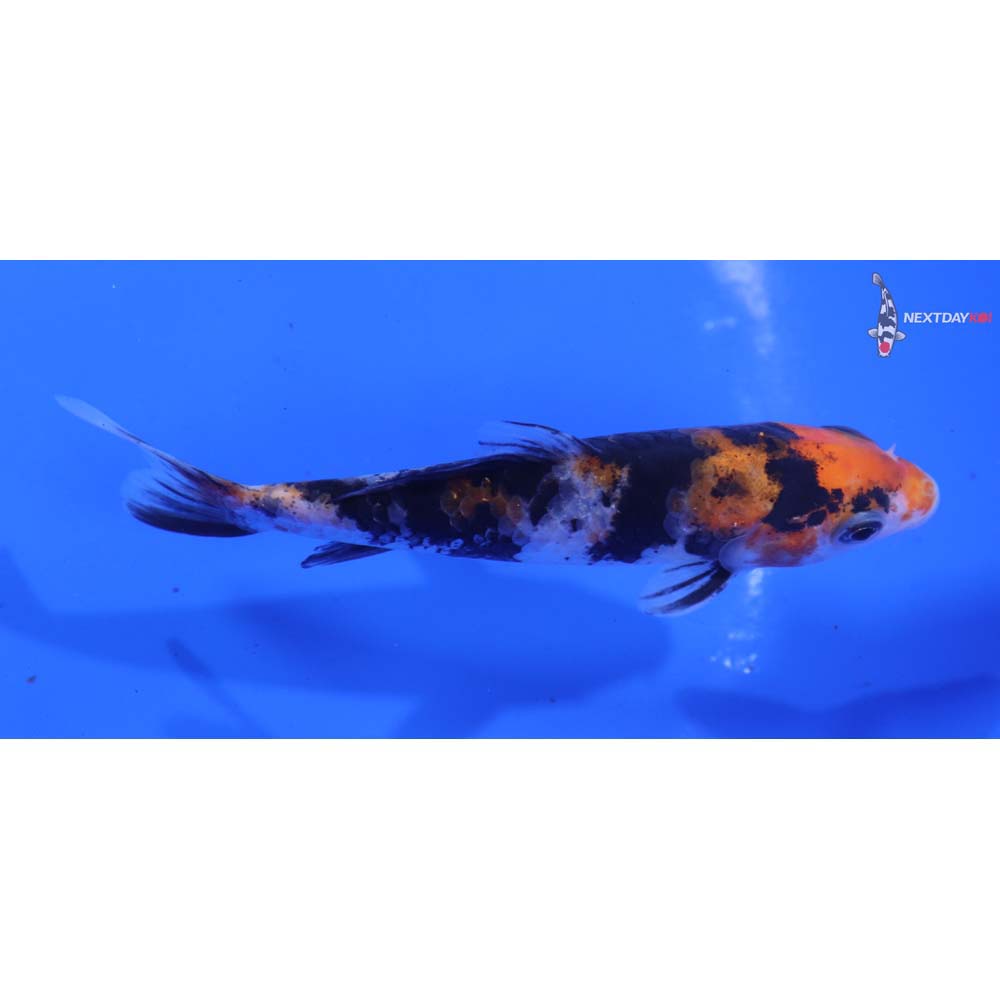 4.5” Imported Sanke